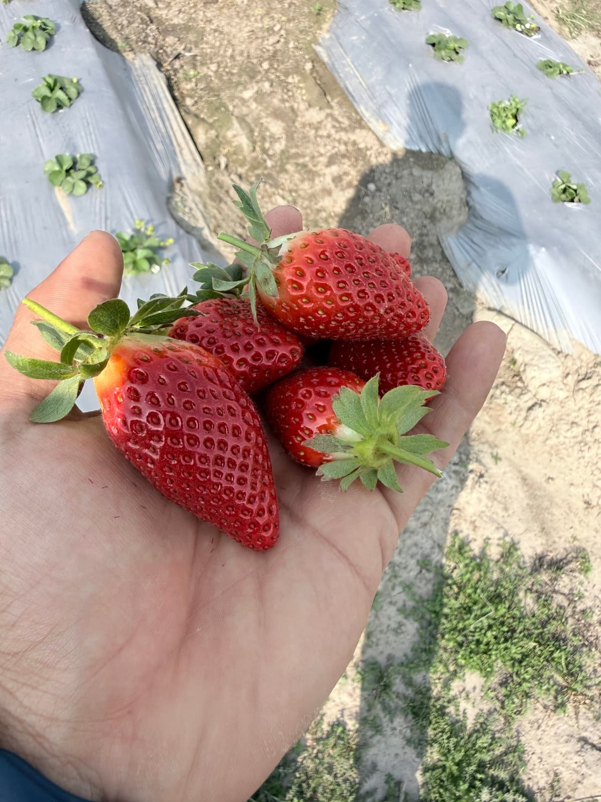Fresh Strawberries